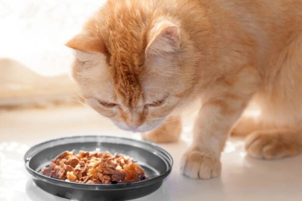 Why Did My Cat Stop Eating Wet Food