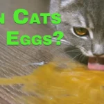 Can Cats Eat Eggs