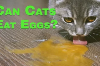 Can Cats Eat Eggs