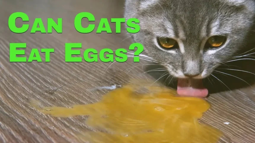 Can Cats Eat Eggs