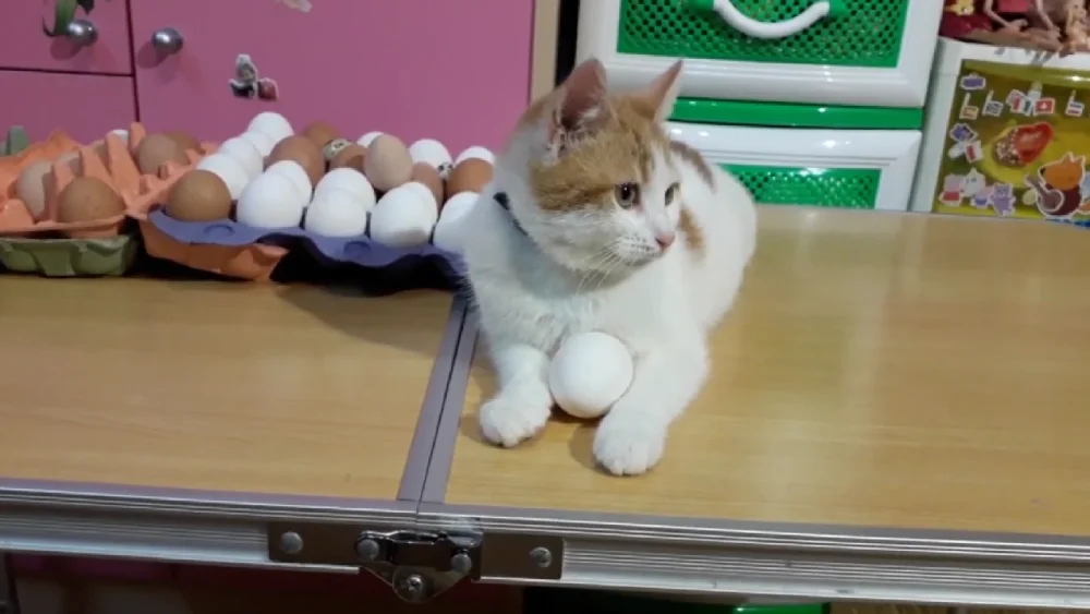 Can Cats Eat Raw Eggs