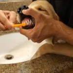 How to Brush a Dog's Teeth at Home