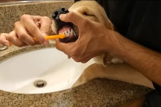 How to Brush a Dog's Teeth at Home