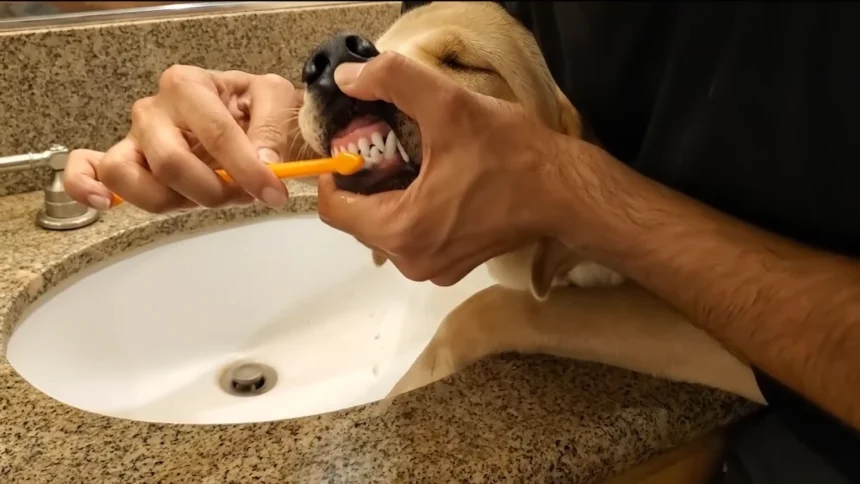 How to Brush a Dog's Teeth at Home