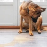 How to Stop a Dog from Peeing in the House