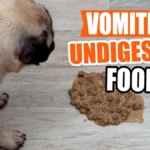 Why Does a Dog Vomit After Eating