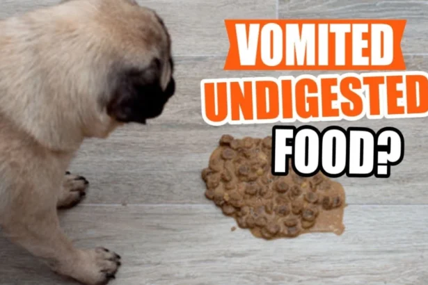 Why Does a Dog Vomit After Eating