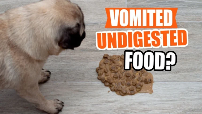 Why Does a Dog Vomit After Eating