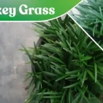 What is Monkey Grass