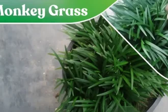 What is Monkey Grass