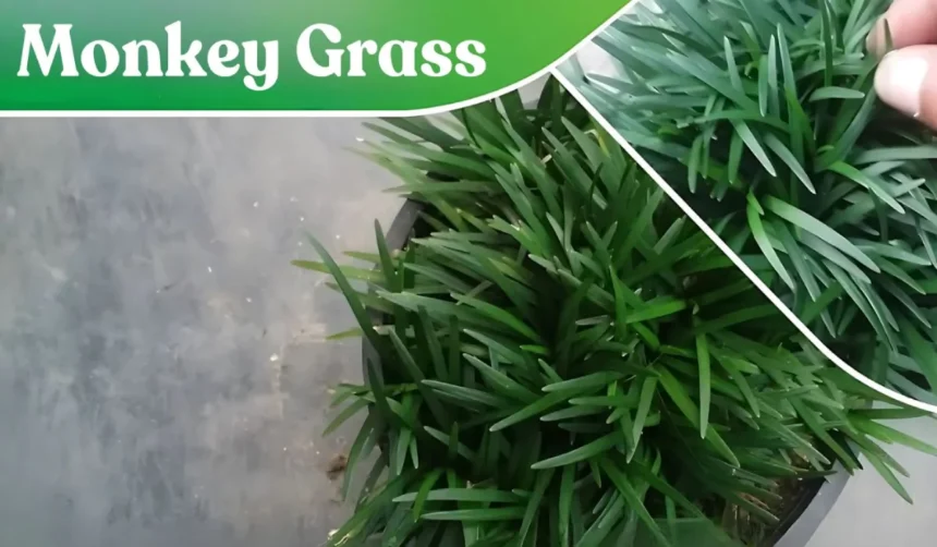 What is Monkey Grass