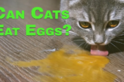 Can Cats Eat Eggs? What Every Cat Owner Should Know