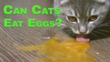 Can Cats Eat Eggs? What Every Cat Owner Should Know