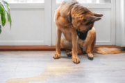 How to Stop a Dog from Peeing in the House in the Wrong Place?