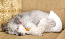 How to Train a Puppy to Use a Diaper Quickly and Easily | All the Secrets