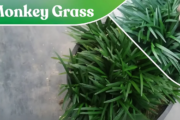 What is Monkey Grass? What It Is and Why It’s Special