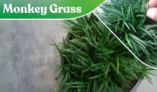 What is Monkey Grass? What It Is and Why It’s Special